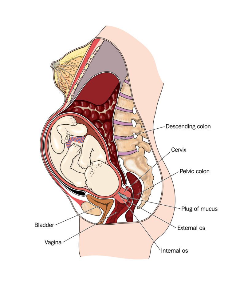 diagram of baby in uterus
